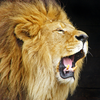 iGreenEarth - Animal Chatter - Fun Animal Sounds & Noises artwork