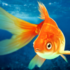 Pet Fish Tank – Goldfish Home – Good Mood Zone